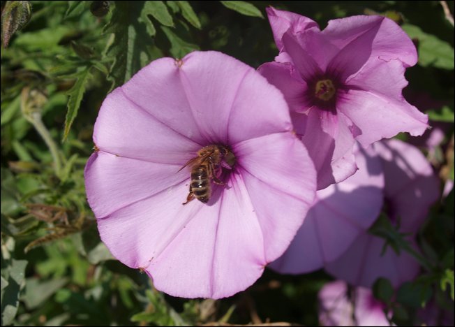 Convolovulus althaeoides 4
