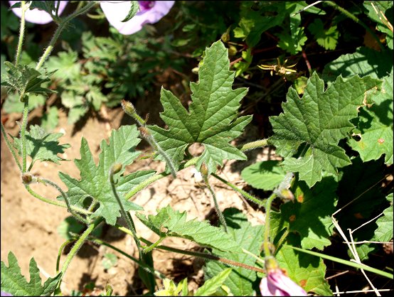 Convolvulus althaeoides 6