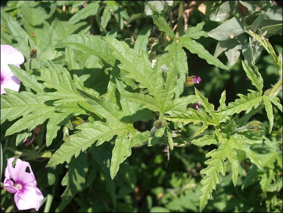 Convolvulus althaeoides 7