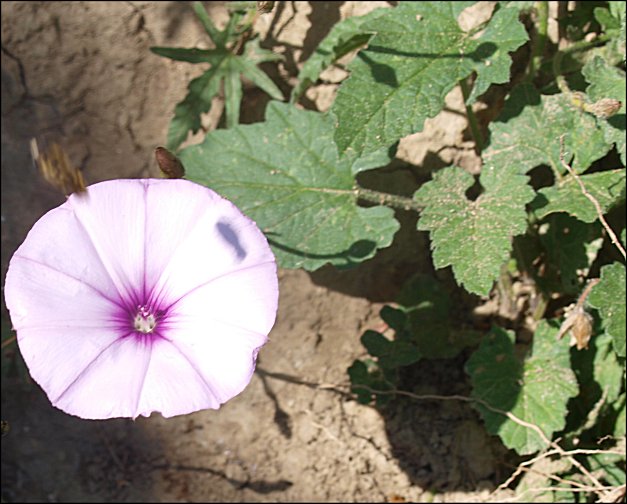 Convolvulus althaeoides 8