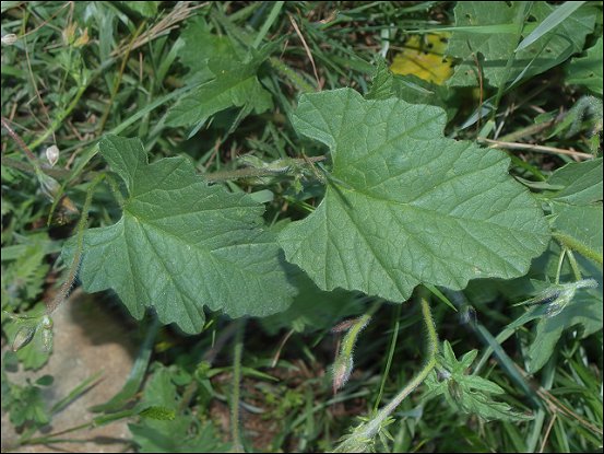 Convolvulus althaeoides 9