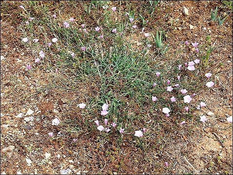 Convolvulus cantabrica 1