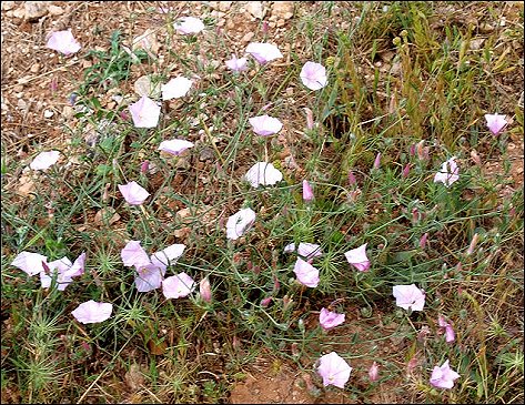 Convolvulus cantabrica 2