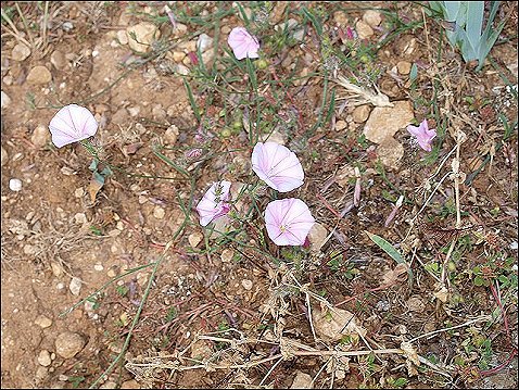 Convolvulus cantabrica 3
