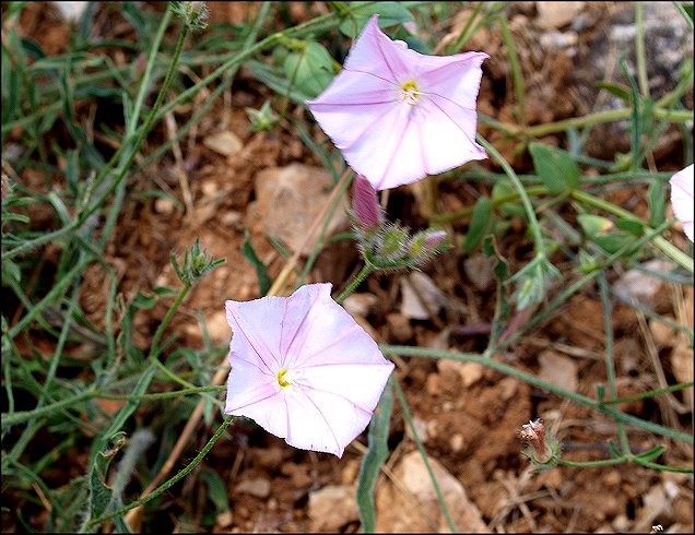 Convolvulus cantabrica 4