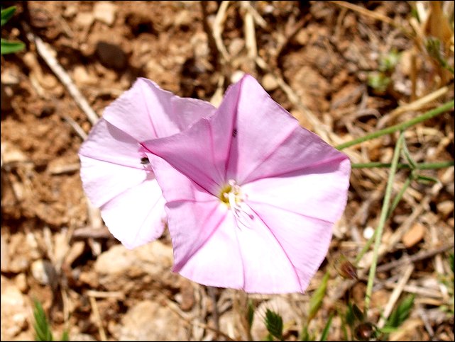 Convolvulus cantabrica 5