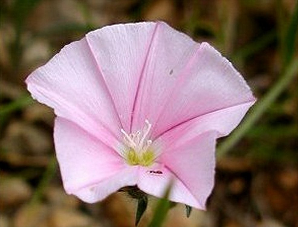 Convolvulus cantabrica 6