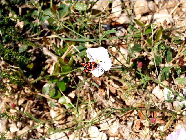 Convolvulus cantabrica 7