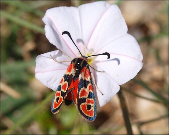 Convolvulus cantabrica 8