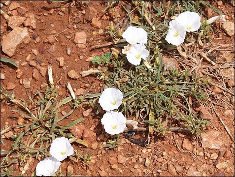 Convolvulus lineatus 1