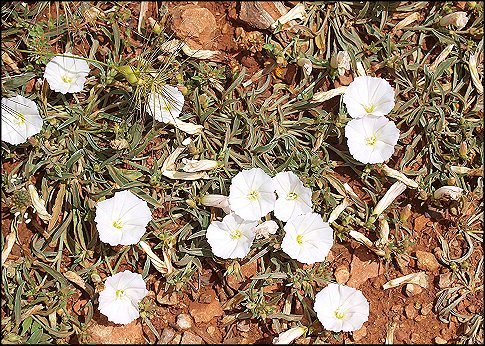 Convolvulus lineatus 2