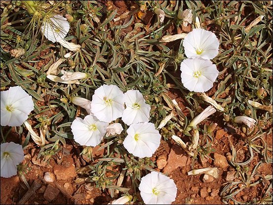 Convolvulus lineatus 3