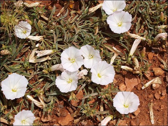 Convolvulus lineatus 4