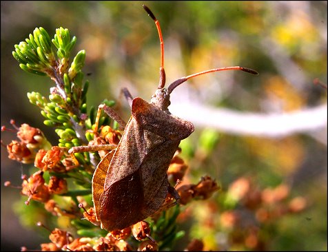 Coreus marginatus 1