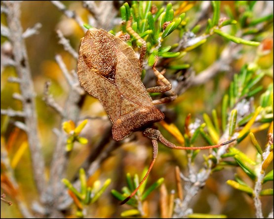 Coreus marginatus 2