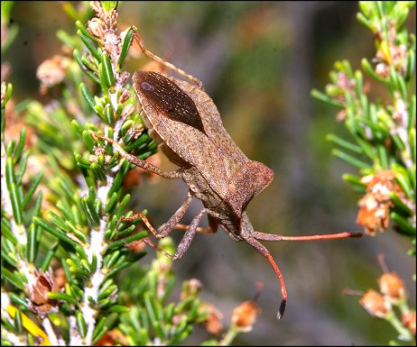 Coreus marginatus 3