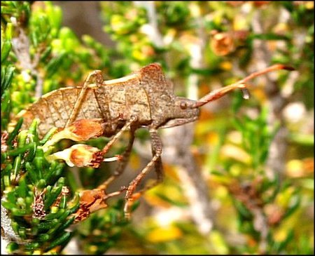 Coreus marginatus 4