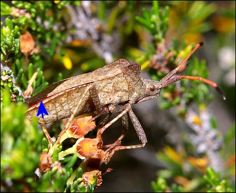 Coreus marginatus 5