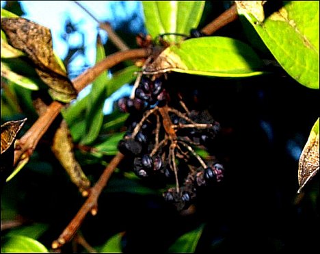 Coriaria myrtifolia 10