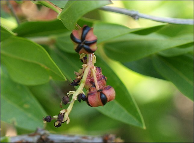 Coriaria myrtifolia 12