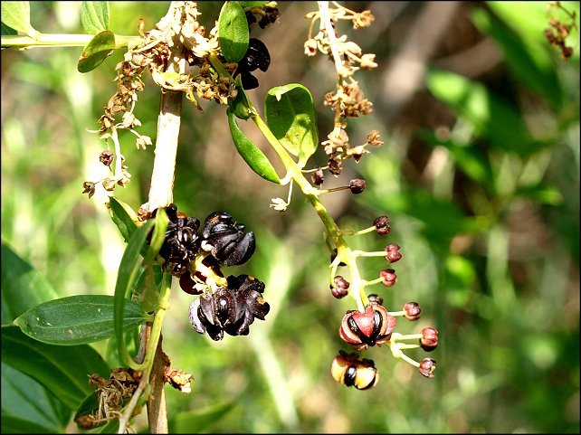 Coriaria myrtifolia 13