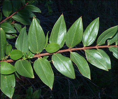 Coriaria myrtifolia 5