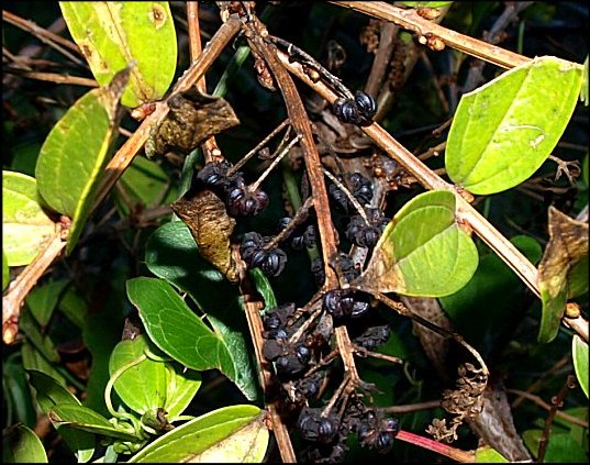 Coriaria myrtifolia 8