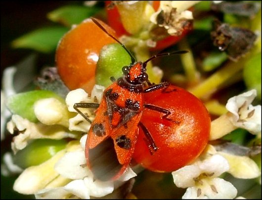 Corizus hyoscyami 1