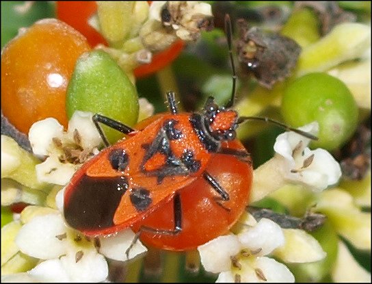 Corizus hyoscyami 2