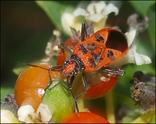 Corizus hyoscyami 3