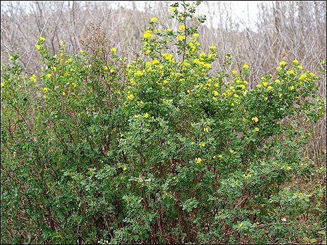 Coronilla glauca 1