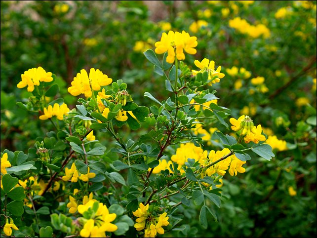 Coronilla glauca 2