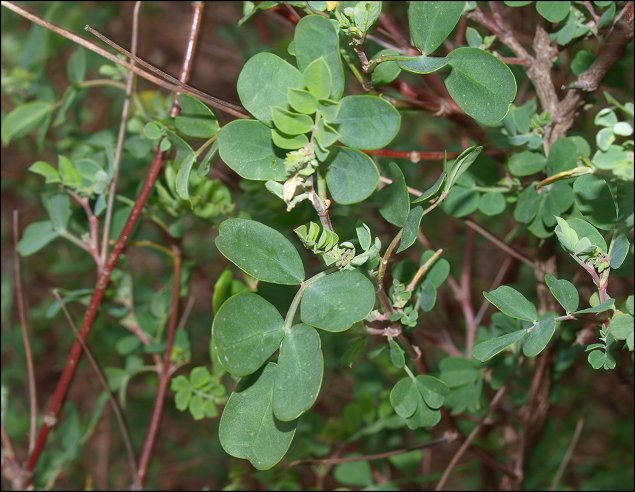 Coronilla glauca 3