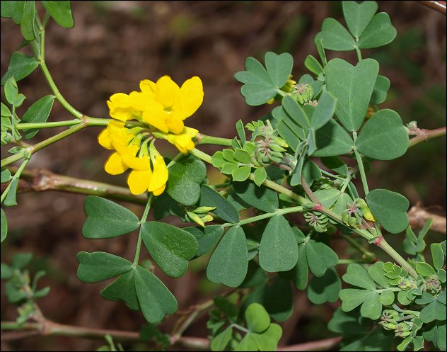Coronilla glauca 4