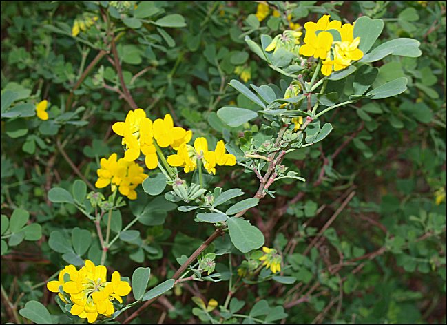 Coronilla glauca 5