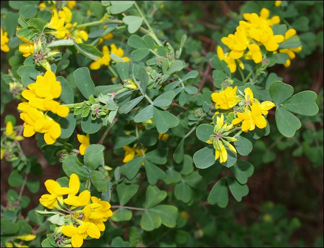 Coronilla glauca 6