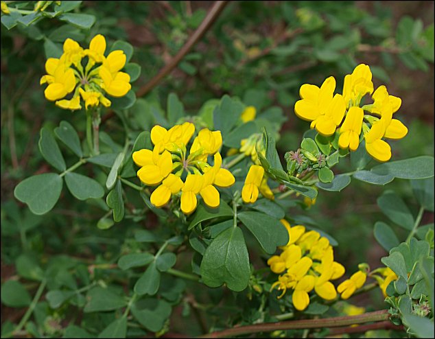 Coronilla glauca 7