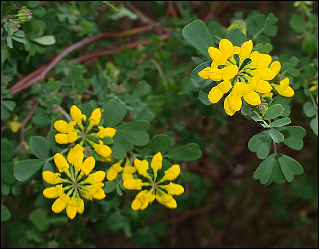 Coronilla glauca 8