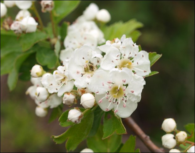 Cr ataegus azarolus 10
