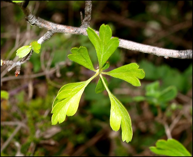 Crataegus azarolus 5