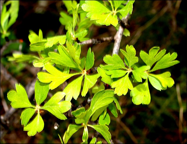 Crataegus azarolus 6