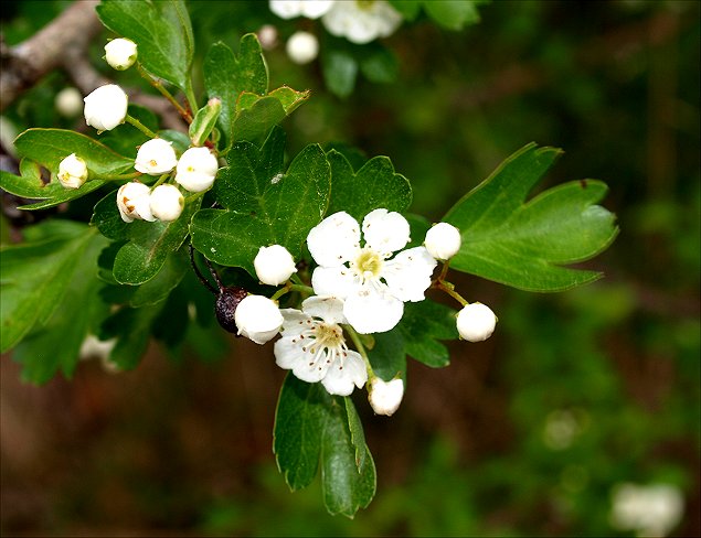 Crataegus azarolus 7