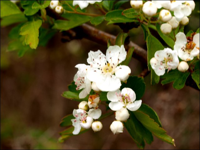 Crataegus azarolus 8