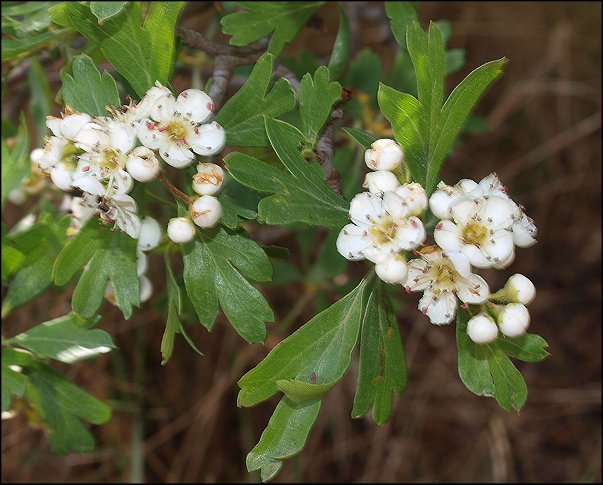Crataegus azarolus 9