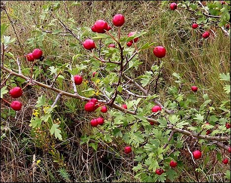 Crataegus monogyna a