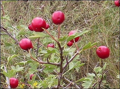 Crataegus monogyna b