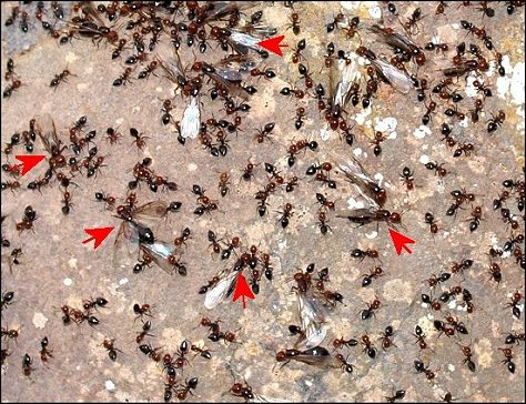 Crematogaster scutellaris 10