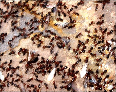 Crematogaster scutellaris 11