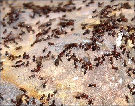 Crematogaster scutellaris 12