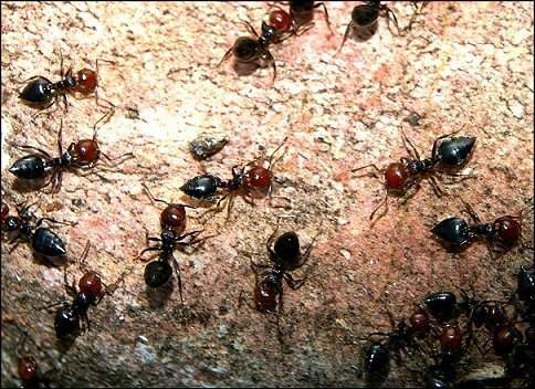 Crematogaster scutellaris 2